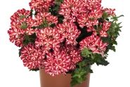 Verbena hybrida Empress Flair Red Star