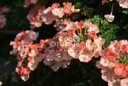 Verbena hybrida Empress Flair Peach