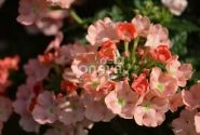 Verbena hybrida Empress Flair Peach