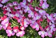 Verbena hybrida Wicked Magenta
