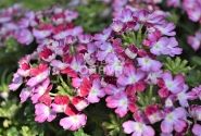 Verbena hybrida Wicked Magenta