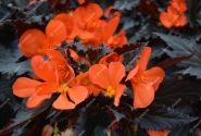 Begonia hybrida I´CONIA Upright Fire