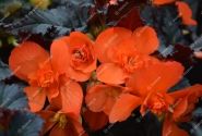 Begonia hybrida I´CONIA Upright Fire