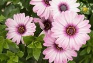 Osteospermum ecklonis Margarita Eclipse