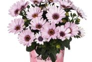 Osteospermum ecklonis Margarita Eclipse