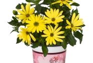 Osteospermum ecklonis Margarita Yellow