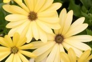 Osteospermum ecklonis Margarita Yellow