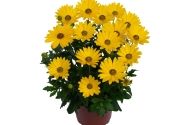 Osteospermum ecklonis Margarita Plus Yellow