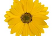 Osteospermum ecklonis Margarita Plus Yellow