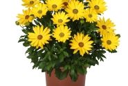 Osteospermum ecklonis Margarita Plus Yellow