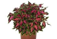 Coleus blumei Down Town Vegas Neon