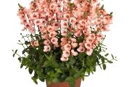 Diascia elegans MyDarling Peach