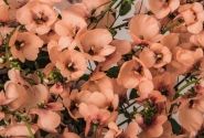 Diascia elegans MyDarling Peach