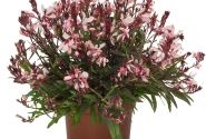 Gaura lindheimeri Graceful Light Pink