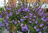 Scaevola aemula Scala Blue