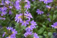 Scaevola aemula Scala Blue