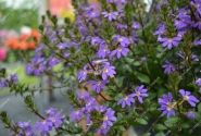 Scaevola aemula Scala Blue