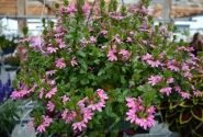 Scaevola aemula Scala Pink