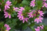 Scaevola aemula Scala Pink