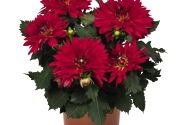 Dahlia hortensis XXL Ruby Red