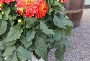 Dahlia hortensis XXL Tabasco