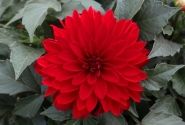 Dahlia hortensis Hypnotica Red