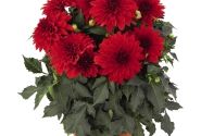 Dahlia hortensis Hypnotica Red