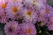 Dahlia hortensis Novation Pink