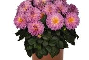 Dahlia hortensis Novation Pink