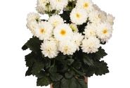 Dahlia hortensis Novation White