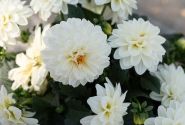 Dahlia hortensis Novation White