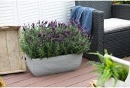 Lavandula stoechas La Diva Big Night