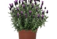 Lavandula stoechas La Diva Big Night
