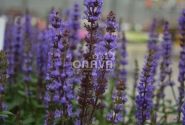 Salvia nemorosa Caramia