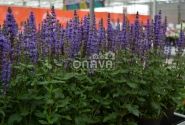 Salvia nemorosa Caramia