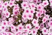 Phlox paniculata Early Pink