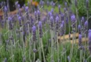 Lavandula dentata La Diva Imperial