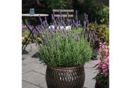 Lavandula dentata La Diva Imperial
