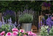 Lavandula dentata La Diva Imperial