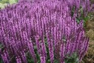 Salvia nemorosa Midnight Rose