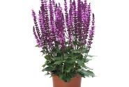 Salvia nemorosa Midnight Rose