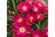 Delosperma cooperi Rock Crystal Magenta