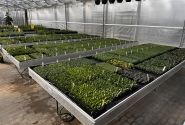 Saliekamie pludināmie siltumnīcu galdi 5,0 × 1,01 m