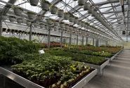 Saliekamie pludināmie siltumnīcu galdi 5,0 × 1,01 m