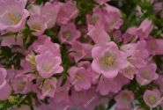 Campanula medium annuum Champion Pink