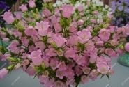 Campanula medium annuum Champion Pink