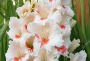 Gladiolus Ajax