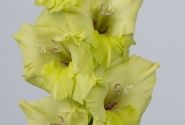 Gladiolus Bowie