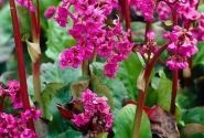 Bergenia cordifolia Eroica