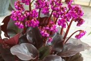 Bergenia cordifolia Eroica
